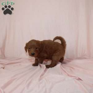 Wade, Mini Goldendoodle Puppy